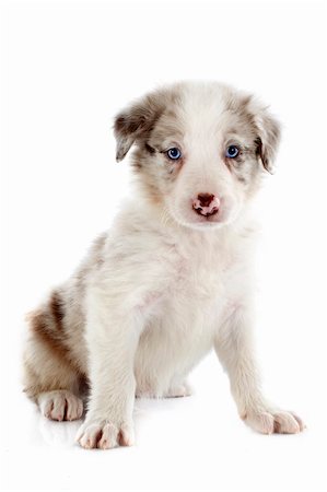 portrait of puppy border collie in front of white background Stock Photo - Budget Royalty-Free & Subscription, Code: 400-06483236