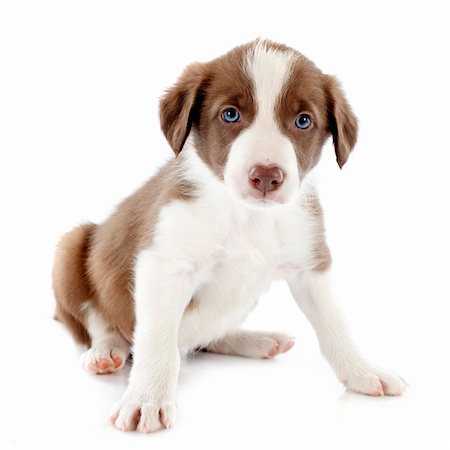 portrait of puppy border collie in front of white background Stock Photo - Budget Royalty-Free & Subscription, Code: 400-06483237