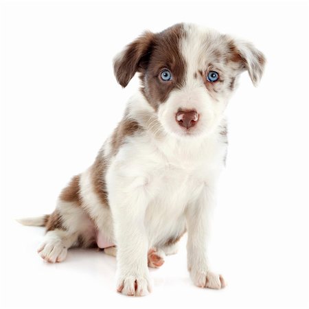 portrait of puppy border collie in front of white background Stock Photo - Budget Royalty-Free & Subscription, Code: 400-06483238