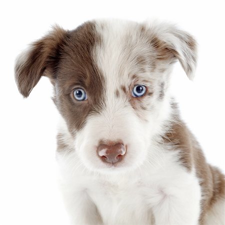 simsearch:400-06866738,k - portrait of puppy border collie in front of white background Stock Photo - Budget Royalty-Free & Subscription, Code: 400-06483239