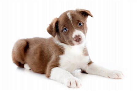 simsearch:400-06866738,k - portrait of puppy border collie in front of white background Stock Photo - Budget Royalty-Free & Subscription, Code: 400-06483233