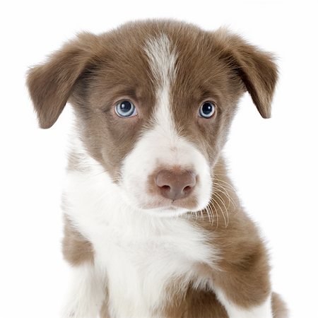 simsearch:400-06866738,k - portrait of puppy border collie in front of white background Stock Photo - Budget Royalty-Free & Subscription, Code: 400-06483245