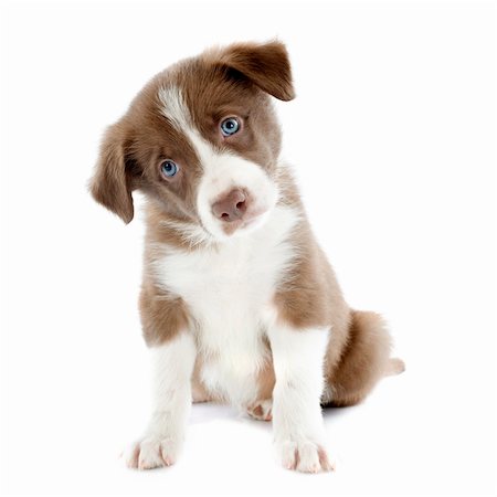portrait of puppy border collie in front of white background Stock Photo - Budget Royalty-Free & Subscription, Code: 400-06483246