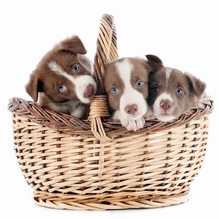 simsearch:400-06866738,k - portrait of puppies border collies in a basket in front of white background Stock Photo - Budget Royalty-Free & Subscription, Code: 400-06483247