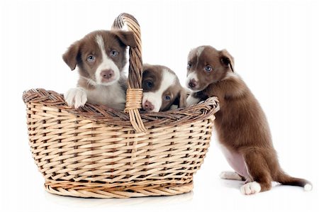simsearch:400-06866738,k - portrait of puppies border collies in front of white background Stock Photo - Budget Royalty-Free & Subscription, Code: 400-06483248