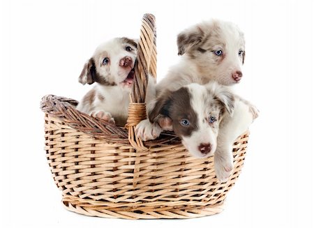 simsearch:400-06565925,k - portrait of puppies border collies in a basket in front of white background Photographie de stock - Aubaine LD & Abonnement, Code: 400-06483249