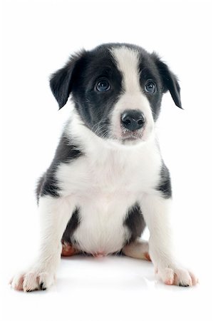 portrait of puppy border collie in front of white background Stock Photo - Budget Royalty-Free & Subscription, Code: 400-06483241