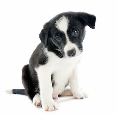 portrait of puppy border collie in front of white background Stock Photo - Budget Royalty-Free & Subscription, Code: 400-06483242