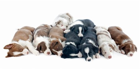 simsearch:400-06866738,k - portrait of puppies border collies in front of white background Stock Photo - Budget Royalty-Free & Subscription, Code: 400-06483252