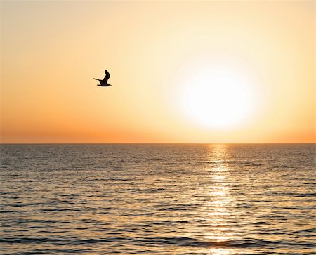 The sky and the sea, illuminated by the light of the setting sun. In the sky visible black silhouette of flying seagull. Stock Photo - Budget Royalty-Free & Subscription, Code: 400-06483408