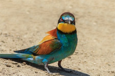 simsearch:400-06430581,k - a beautiful european bee eater (Merops Apiaster) Photographie de stock - Aubaine LD & Abonnement, Code: 400-06483566