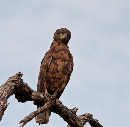 staring eagle - Brown snake eagle sitting on a perch with a blue sky background Foto de stock - Super Valor sin royalties y Suscripción, Código: 400-06483613