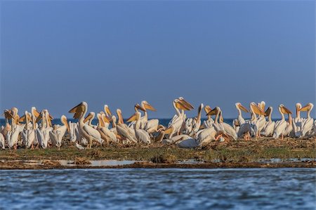 simsearch:400-07297750,k - a group of pelicans in the Danube Delta, Romania Photographie de stock - Aubaine LD & Abonnement, Code: 400-06483692