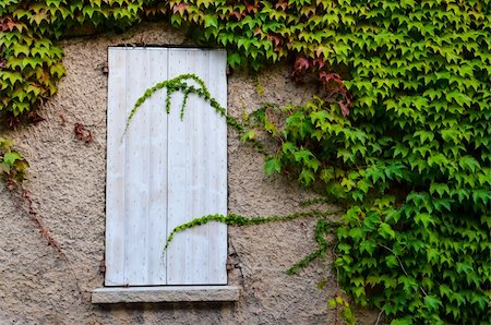 simsearch:400-05343808,k - Closed wooden window and green grape leaves on the wall Photographie de stock - Aubaine LD & Abonnement, Code: 400-06483815