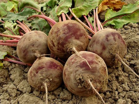 simsearch:400-05682396,k - some fresh beetroots with leaves on the ground Stock Photo - Budget Royalty-Free & Subscription, Code: 400-06514208