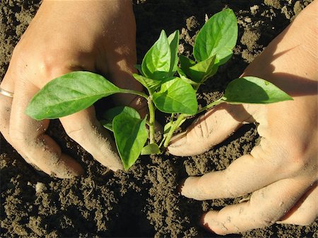 simsearch:400-07302217,k - hands planting pepper seedlings into the ground Stock Photo - Budget Royalty-Free & Subscription, Code: 400-06514203