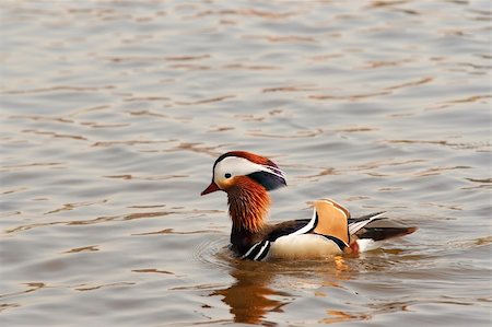 Detail of the mandarin duck on the water Photographie de stock - Aubaine LD & Abonnement, Code: 400-06514300