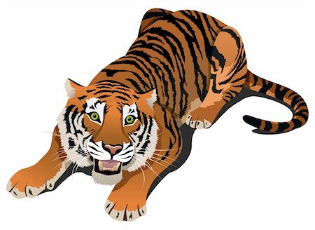 Roaring angry tiger, vector illustration Stock Photo - Budget Royalty-Free & Subscription, Code: 400-06514404