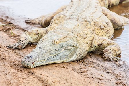 Kenya, Tsavo East National Park. Crocodiles  joining the last sun before the sunset Stock Photo - Budget Royalty-Free & Subscription, Code: 400-06515693