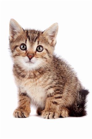 simsearch:400-04789525,k - The striped kitten sits on a white background Stock Photo - Budget Royalty-Free & Subscription, Code: 400-06517446