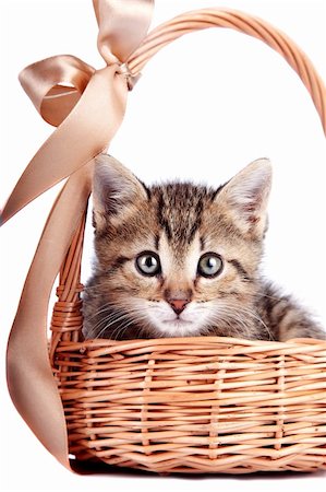 simsearch:400-09032515,k - Striped kitten in a basket on a white background Foto de stock - Royalty-Free Super Valor e Assinatura, Número: 400-06517448