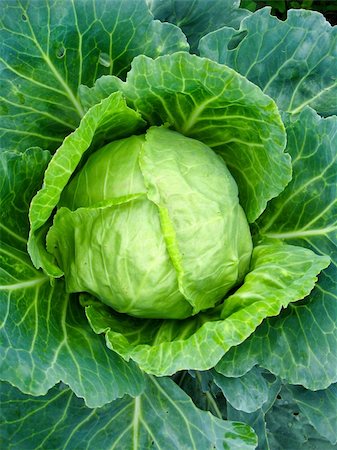 simsearch:400-06077674,k - The image of big head of ripe cabbage Stock Photo - Budget Royalty-Free & Subscription, Code: 400-06517443