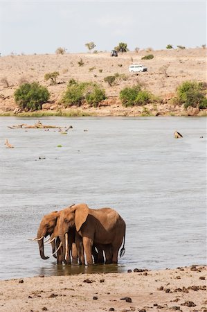 simsearch:400-06081401,k - Kenya, Tsavo East National Park. Two elephants with a tourist vehicle on background Stock Photo - Budget Royalty-Free & Subscription, Code: 400-06517639