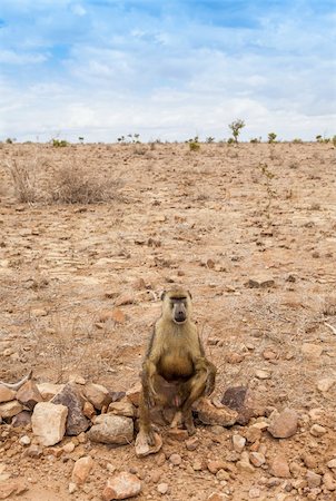 Kenya, Tsavo East National Park. A free baboon in her land Stock Photo - Budget Royalty-Free & Subscription, Code: 400-06517633