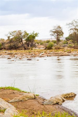 simsearch:400-04462694,k - Kenya, Tsavo East National Park. Crocodiles  joining the last sun before the sunset Stock Photo - Budget Royalty-Free & Subscription, Code: 400-06517645