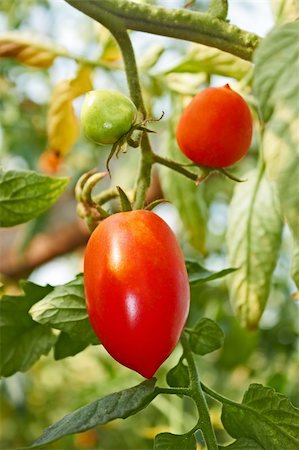 Red oblong tomatoes hanging in greenhouse in autumn Stock Photo - Budget Royalty-Free & Subscription, Code: 400-06518308
