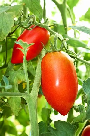 Red oblong tomatoes hanging in film greenhouse in autumn Stock Photo - Budget Royalty-Free & Subscription, Code: 400-06518309