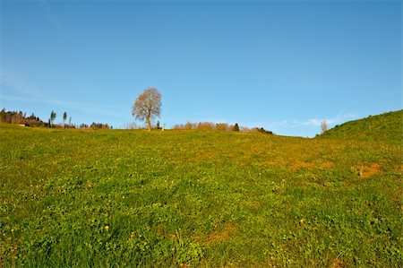 simsearch:400-05905289,k - Green Pastures around Farm House in Switzerland Stock Photo - Budget Royalty-Free & Subscription, Code: 400-06518514