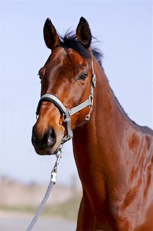 The portrait is more red than a horse in a bridle against the sky Stockbilder - Microstock & Abonnement, Bildnummer: 400-06519130