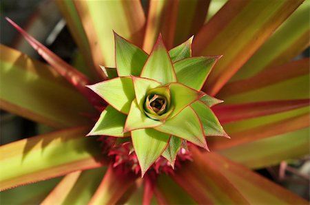 Natural patterns from a red pineapple plant Stock Photo - Budget Royalty-Free & Subscription, Code: 400-06519430