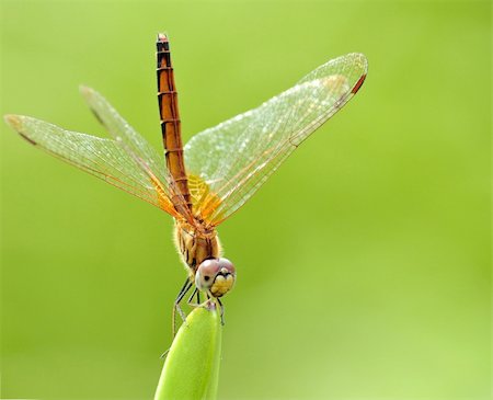 An orange dragonfly resting on the tip of a plant Photographie de stock - Aubaine LD & Abonnement, Code: 400-06519452