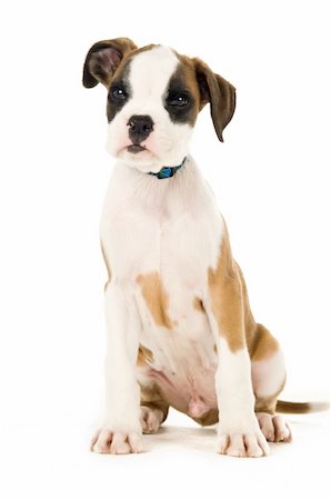 settled - Cute Boxer puppy sitting looking at the camera isolate on a white background Stock Photo - Budget Royalty-Free & Subscription, Code: 400-06519577