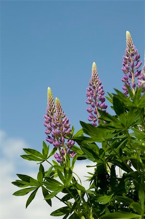 purple full-blown flower lupin on blue sky Stock Photo - Budget Royalty-Free & Subscription, Code: 400-06519671