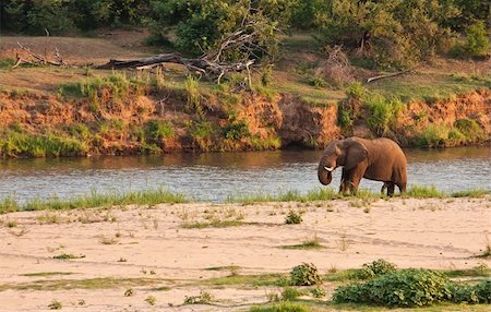 Elephant bull standing next to river eating grass Foto de stock - Royalty-Free Super Valor e Assinatura, Número: 400-06519967