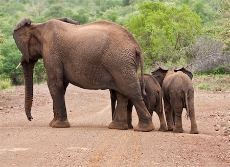 Elephant mother and two babies crossing the road Foto de stock - Royalty-Free Super Valor e Assinatura, Número: 400-06519968