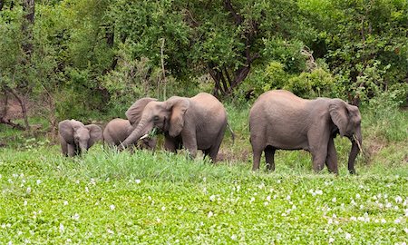 Elephants eating green grass next to a bush Foto de stock - Royalty-Free Super Valor e Assinatura, Número: 400-06519969