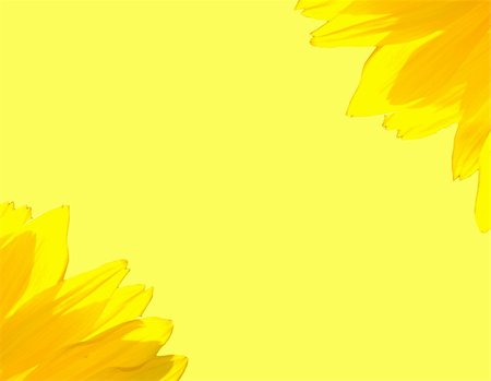 The beautiful yellow Sunflower petals the background Fotografie stock - Microstock e Abbonamento, Codice: 400-06513319