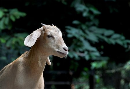 A portrait of a brown goat which appears to be staring into space Photographie de stock - Aubaine LD & Abonnement, Code: 400-06513400