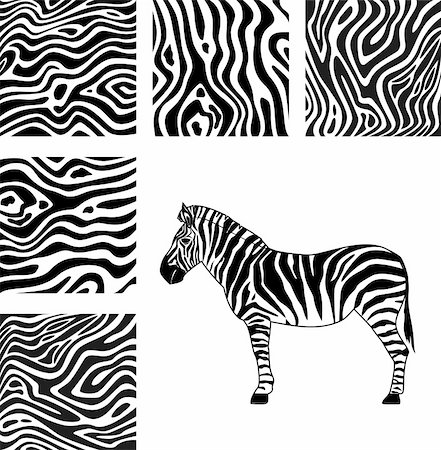 Zebra, texture of zebra Photographie de stock - Aubaine LD & Abonnement, Code: 400-06513809
