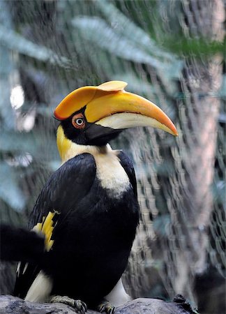 A portrait of a hornbill resting on a branch Stock Photo - Budget Royalty-Free & Subscription, Code: 400-06513871