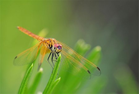 An orange dragonfly resting on the tip of a plant Photographie de stock - Aubaine LD & Abonnement, Code: 400-06513872
