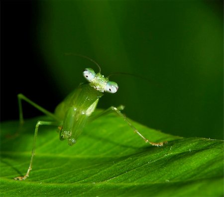 A green praying mantis on a leaf waiting for its prey Stock Photo - Budget Royalty-Free & Subscription, Code: 400-06513873