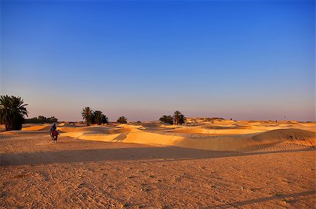 desert sunset landscape cactus - Horseman galloping to meet the sunset in the desert Stock Photo - Budget Royalty-Free & Subscription, Code: 400-06524121