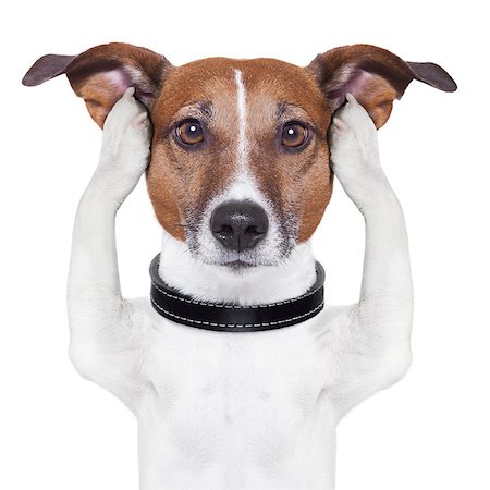 covering both ears dog with paws Fotografie stock - Microstock e Abbonamento, Codice: 400-06524181