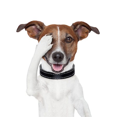 hiding covering one eye dog Stock Photo - Budget Royalty-Free & Subscription, Code: 400-06524183