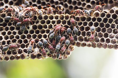 Nest of Hornet. Larvae and adults in the nest axis on tree. Stock Photo - Budget Royalty-Free & Subscription, Code: 400-06524298